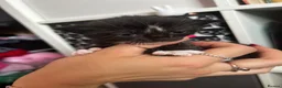 Mixed Breed cats for sale: Kittens for sale  - Advert 9