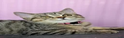British Shorthair cats for sale: Ready Now! GCCF BSH Champion Bloodline kittens - Advert 3