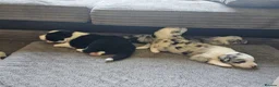 Border Collie dogs for sale: Stunning Border Collie Puppies - Advert 6