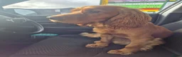 Cocker Spaniel dogs for stud: Lemongrass Cocker spaniel pet for stud. in Cullompton - Advert 4