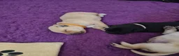 Labrador Retriever dogs for sale: Health tested KC Labrador Puppies in Newbury - Advert 10