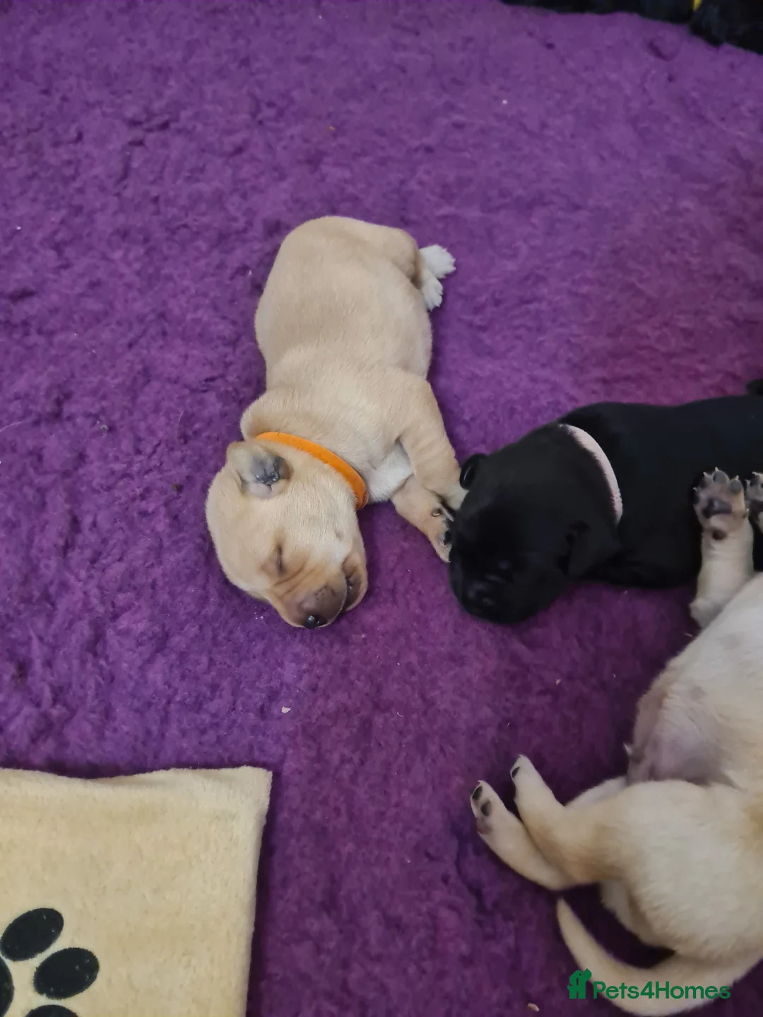 Labrador Retriever dogs for sale: Ready to leave! black KC Labrador Puppies - Advert 40