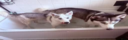 Siberian Husky dogs for sale: Siberian Huskies- Mum 4years & Daughter 10monts  - Advert 33