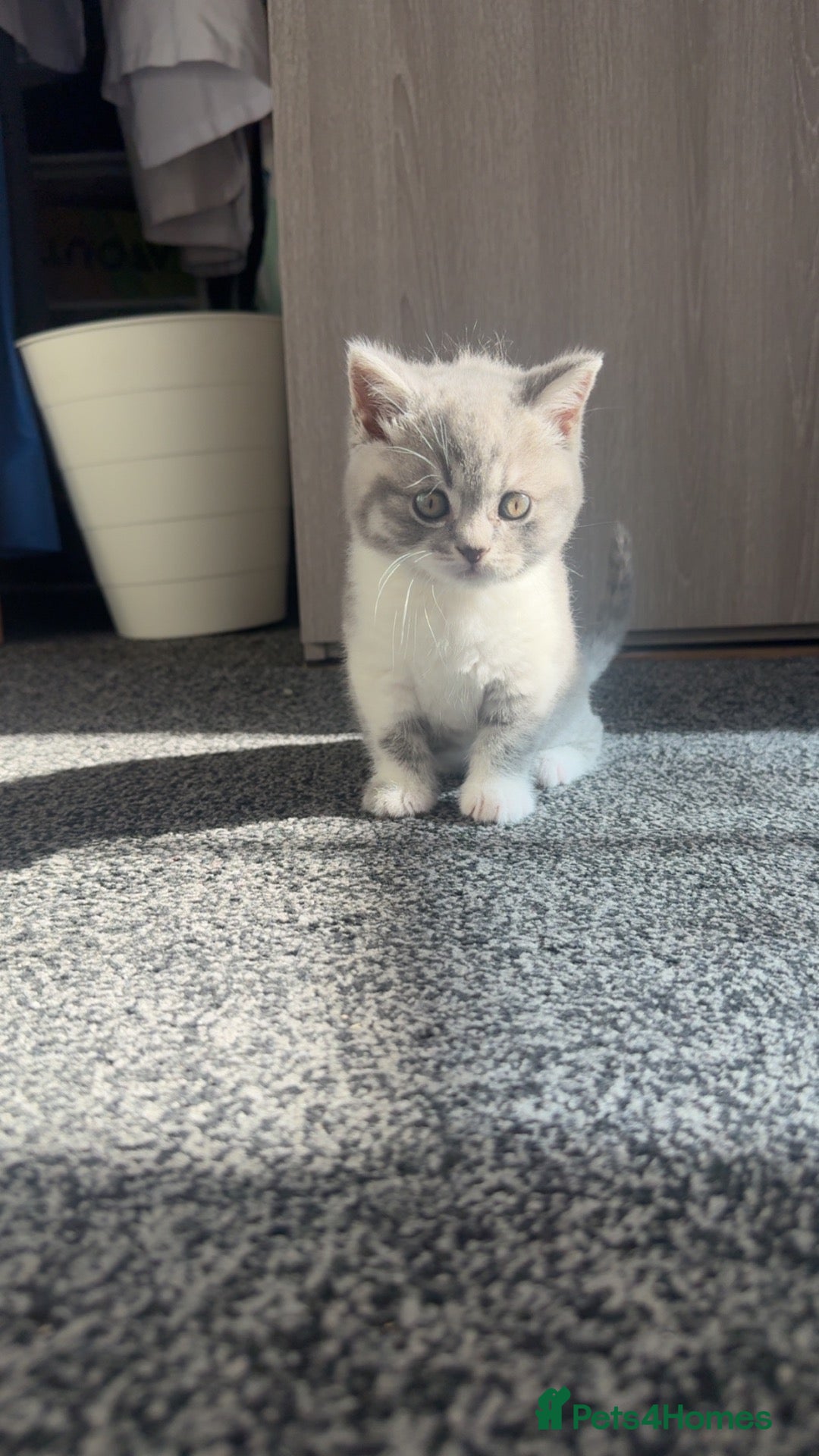 British Shorthair cats Beautiful British Shorthair Cross Kittens - Advert 7