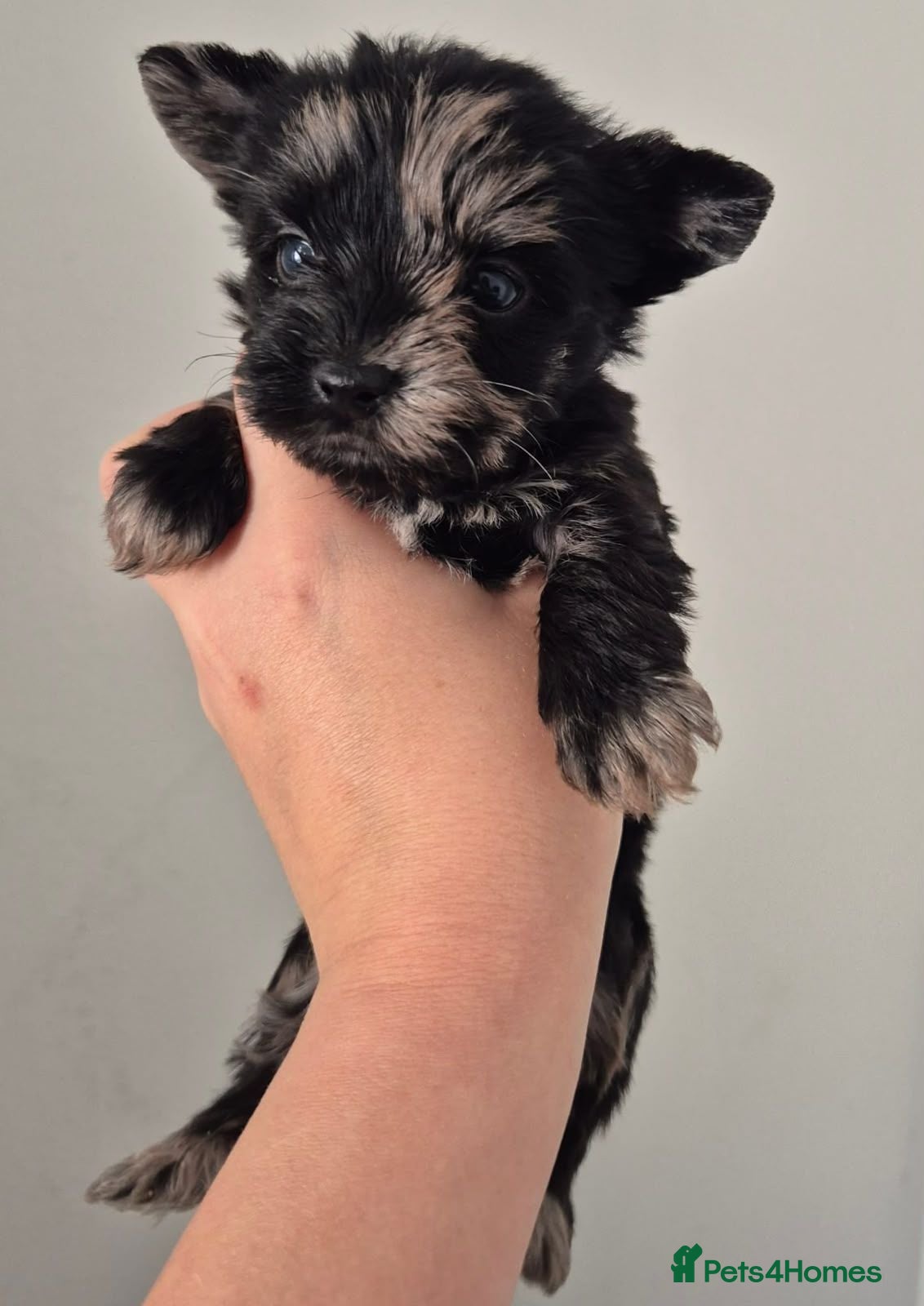 Yorkshire Terrier dogs Gorgeous Lilliputian Yorkies available  - Advert 1