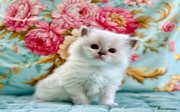 Ragdoll cats for sale: 1 boy 3 girls  - Image 5
