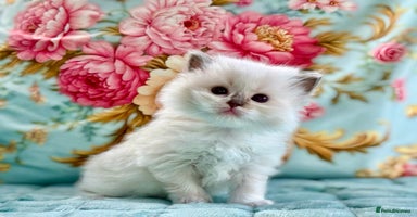 Ragdoll cats - Advert 3