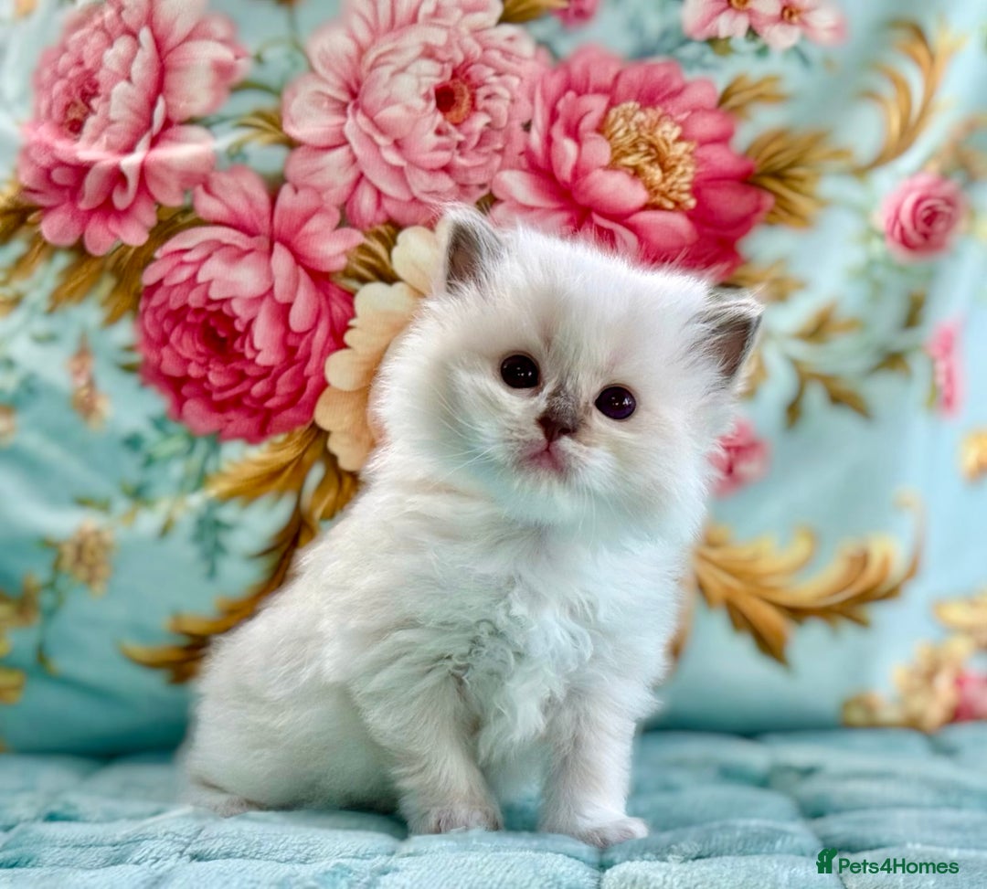 Ragdoll cats for sale: 1 boy 3 girls  - Image 5