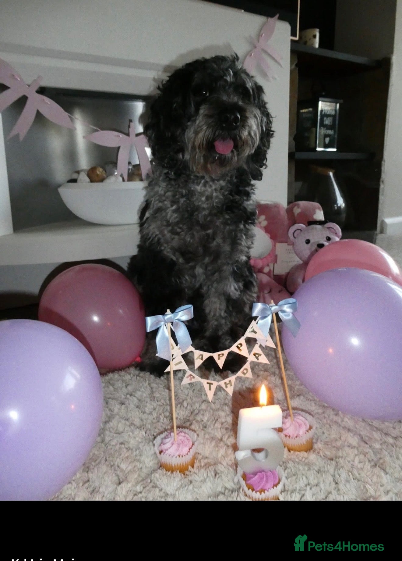 Cockapoo dogs for sale: Cockapoo pups for sale - Advert 3