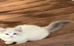 Ragdoll cats for sale: Beautiful white kitten for sale - Image 2