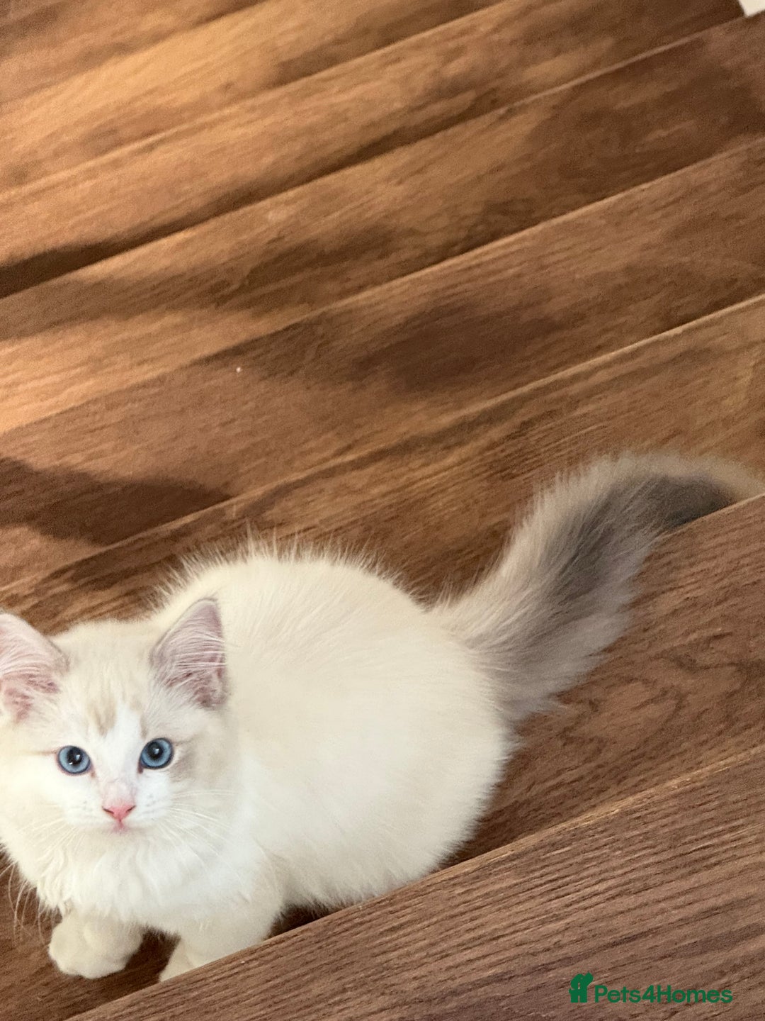 Ragdoll cats for sale: Beautiful white kitten for sale - Image 2