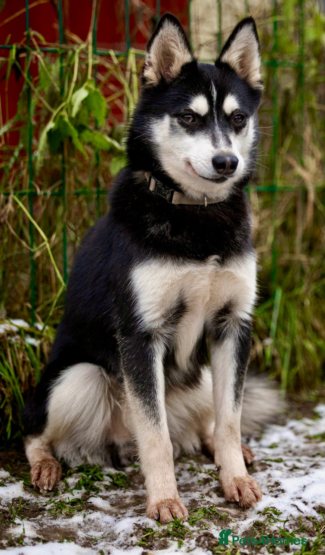 Pomsky dogs for adoption: TUCKER – Male Pomsky  - Advert 9
