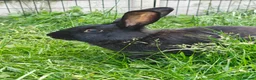 New Zealand rabbits for sale: 🐰 New Zealand Does – Steel & Sliver 🐰 - Advert 1