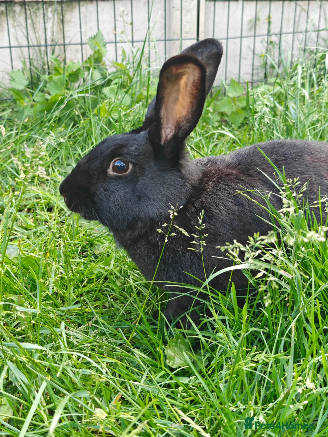 New Zealand rabbits for sale: 🐰 New Zealand Does – Steel & Sliver 🐰 - Advert 1