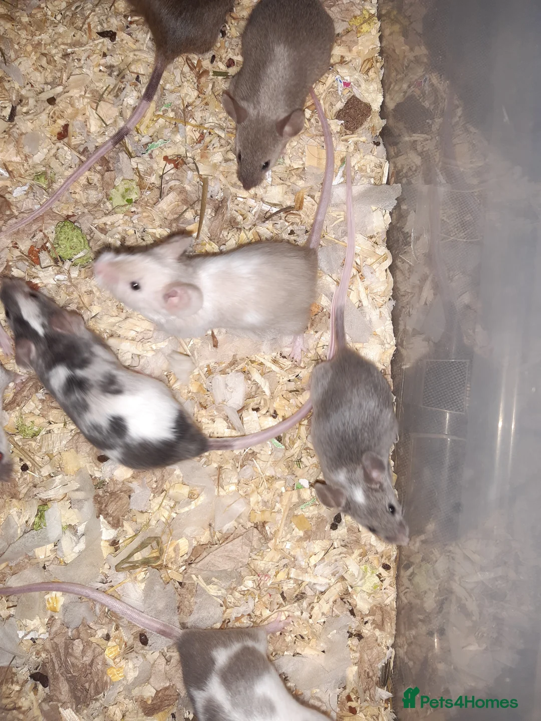 Mouse rodents for sale: Baby female fancy mice ready now - Advert 2