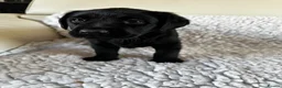 Labrador Retriever dogs for sale: Stunning KC Labradors. Crufts winning Stud dog - Advert 8
