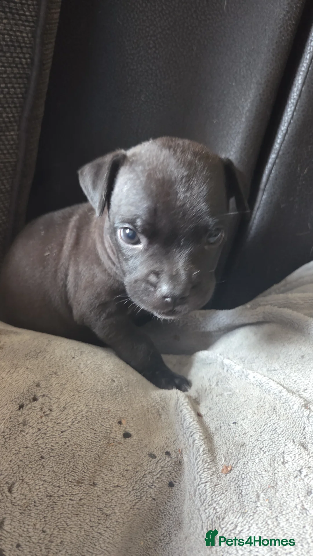 Mixed Breed dogs for sale: Puppies for their forever home - Advert 10