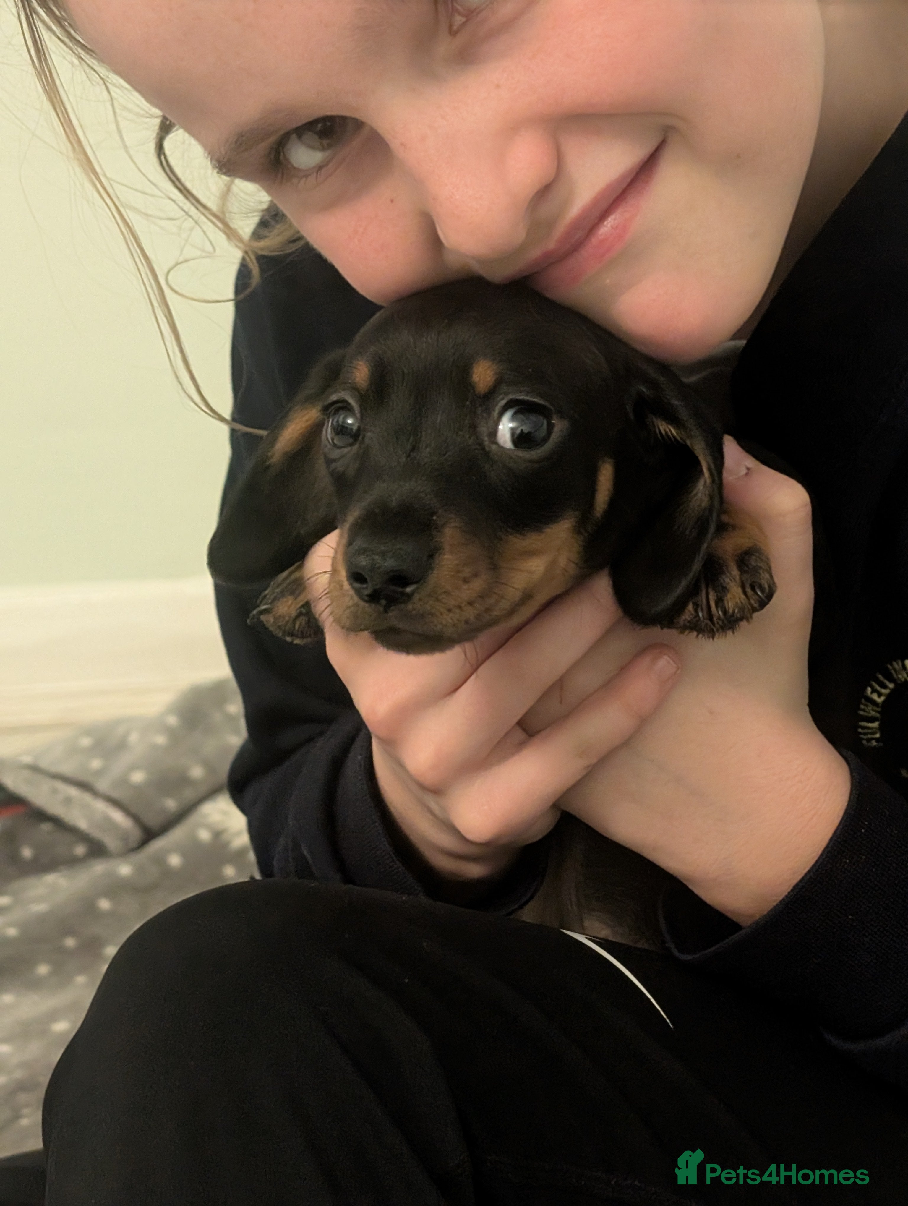 Miniature Dachshund dogs Daxie pups for sale - Advert 2
