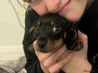 Miniature Dachshund dogs Daxie pups for sale - Advert 2