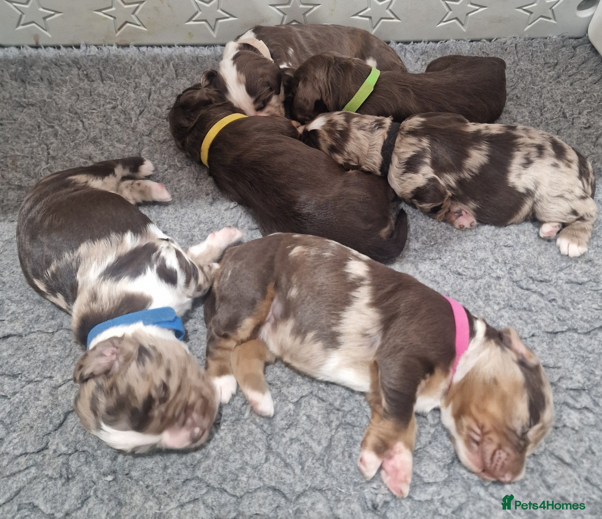 Cocker Spaniel dogs Stunning coloured merle working cocker spaniels  - Advert 1