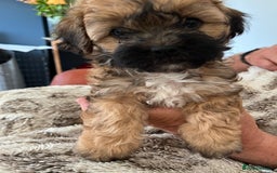 Shihpoo dogs for sale: Beautiful Shihpoo puppies  - Image 4