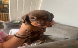 Dachshund dogs for sale: Miniature Dachshund pups - Image 6