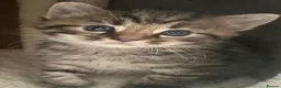 Mixed Breed cats for sale: Cute kittens ready now ! - Advert 2
