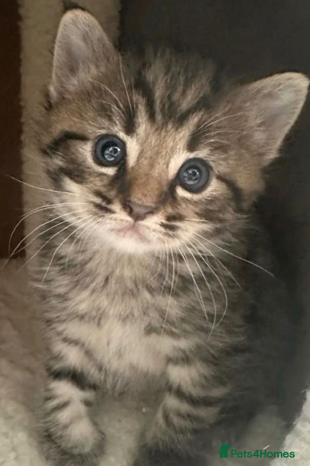 Mixed Breed cats for sale: Cute kittens ready now ! - Advert 2