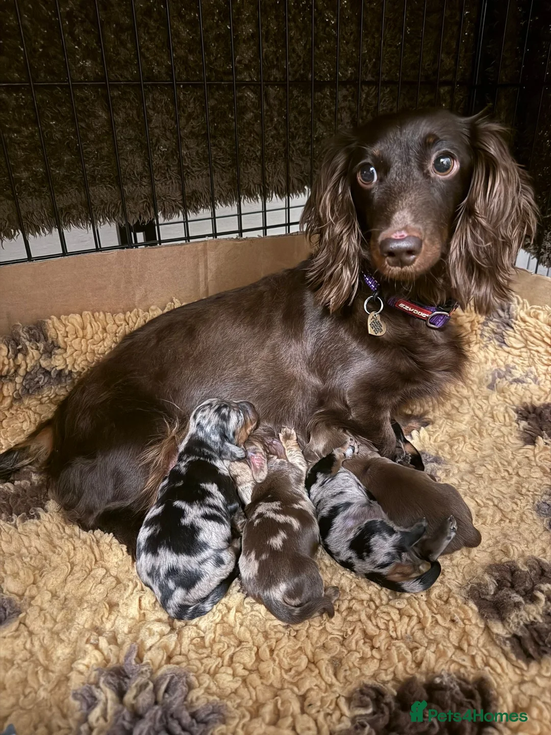 Dachshund dogs for sale: Long haired miniature dachshund puppies - Advert 2