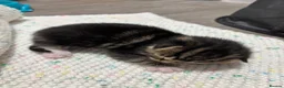 Domestic Shorthair cats for sale: 3 kittens for sale, 3 weeks old sex not confirmed  - Advert 6