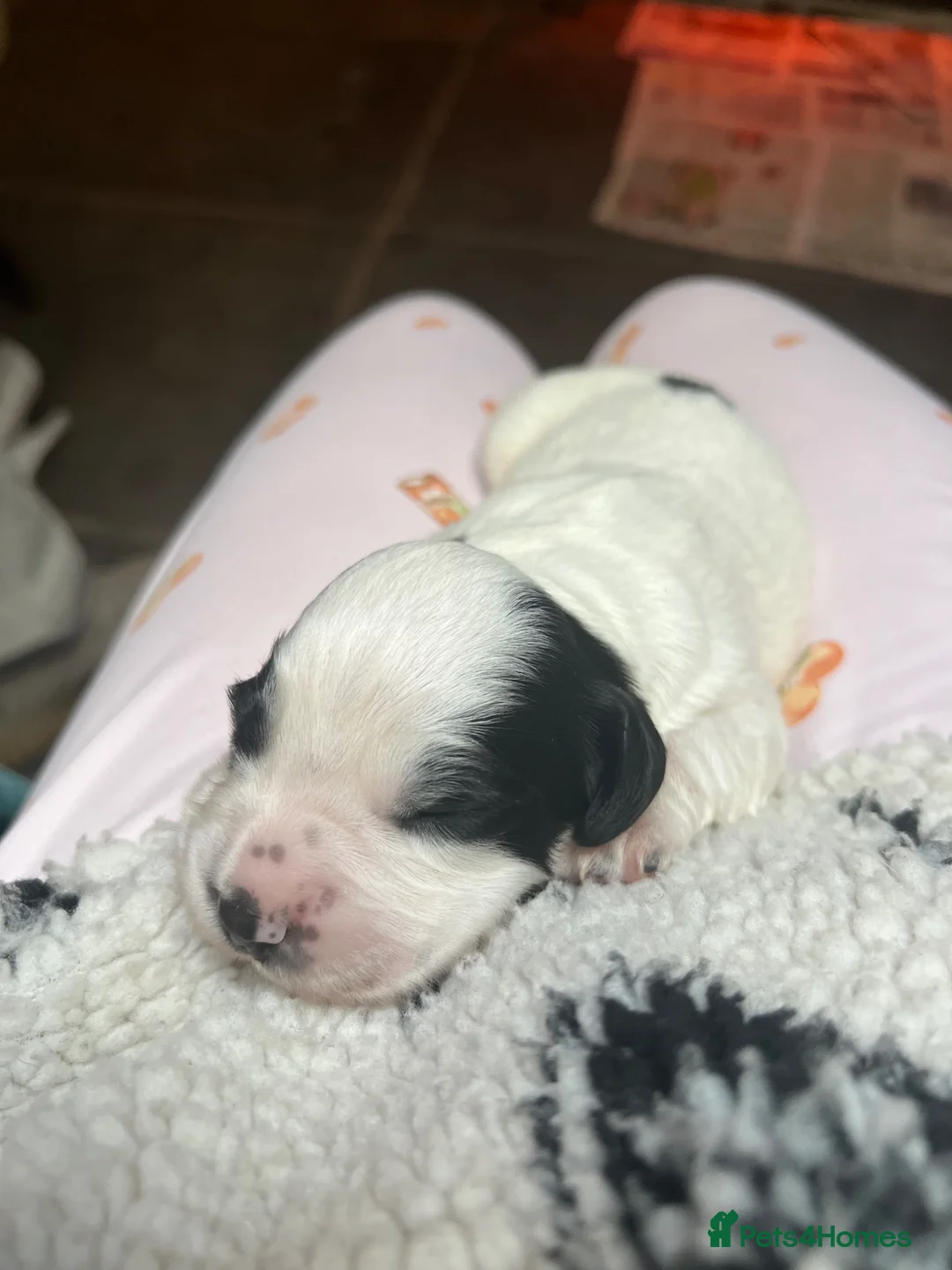 English Springer Spaniel dogs for sale: 2 B&W Springer Spaniel Puppies  - Advert 6