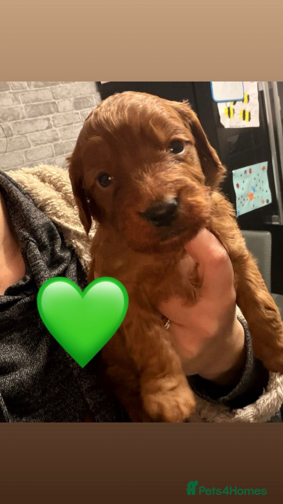 Cockapoo dogs Kc dna health clear parents champion bloodline  - Advert 10