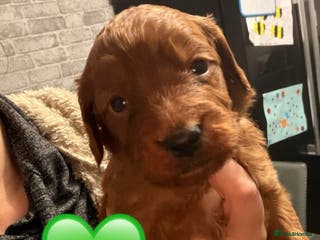 Cockapoo dogs Kc dna health clear parents champion bloodline - Advert 4