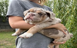 English Bulldog dogs for sale: English Bulldog pups - Image 13