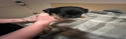 Chiweenie dogs for sale: 8 beautiful chiweenie‘s for sale - Advert 11