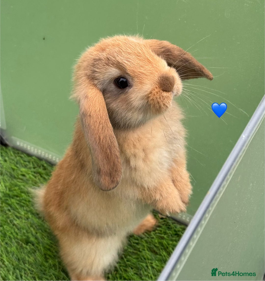 Mini Lop rabbits for sale: Mini lops - Image 3