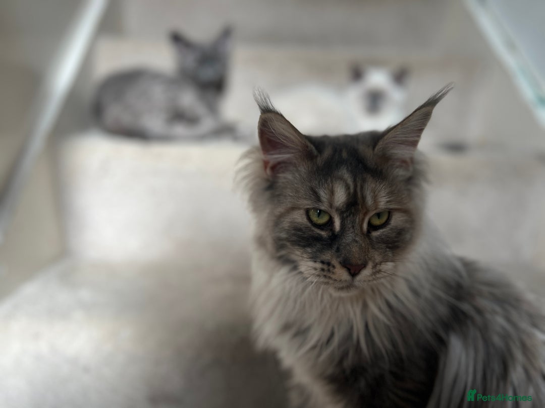 Maine Coon cats for sale: Registered pedigree maine coon for sale - Advert 34
