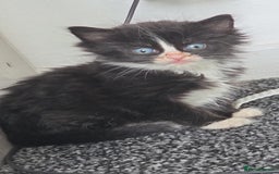 Mixed Breed cats for sale: 2 male kittens for sale - Image 2