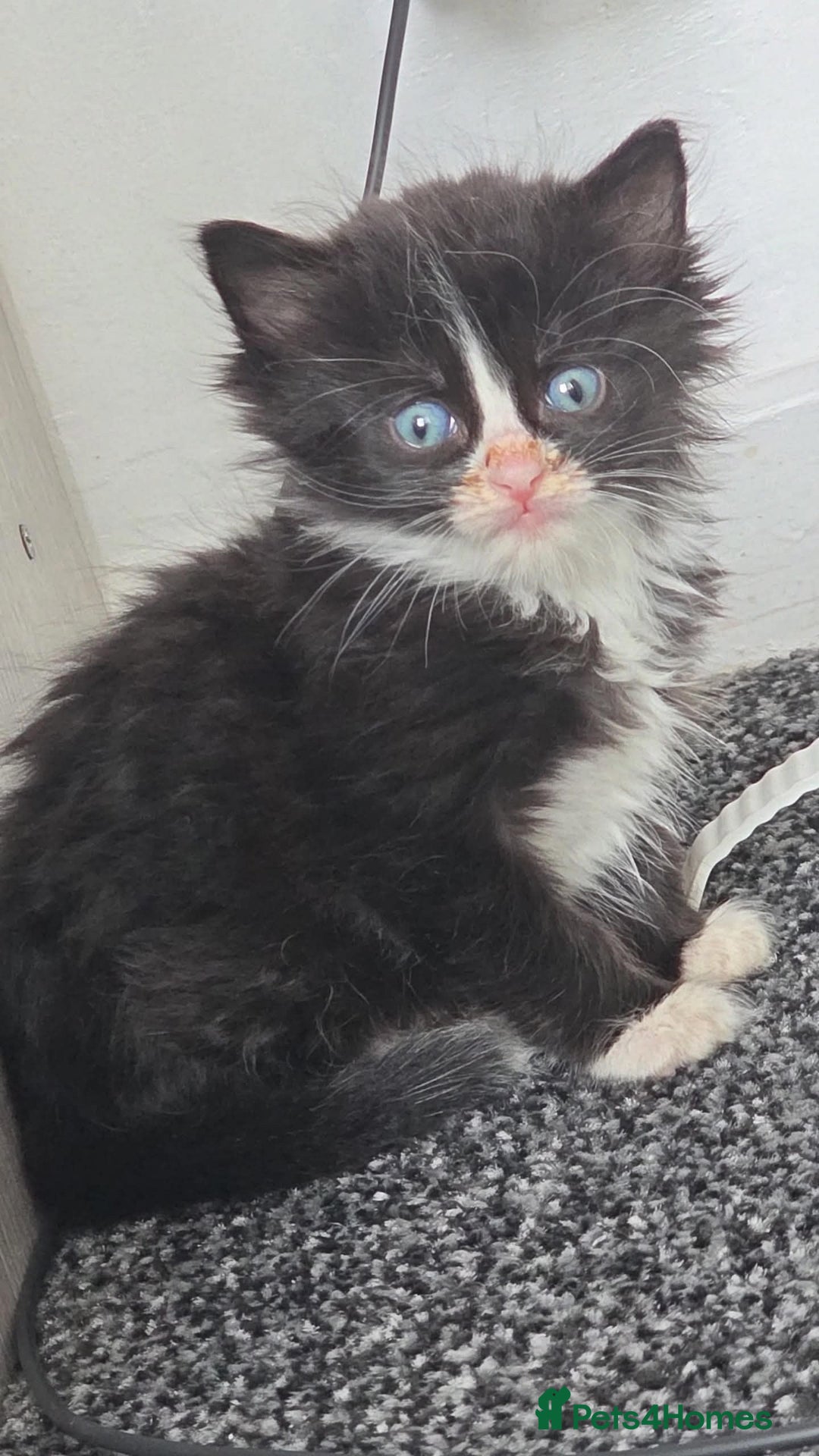 Mixed Breed cats for sale: 2 male kittens for sale - Image 2