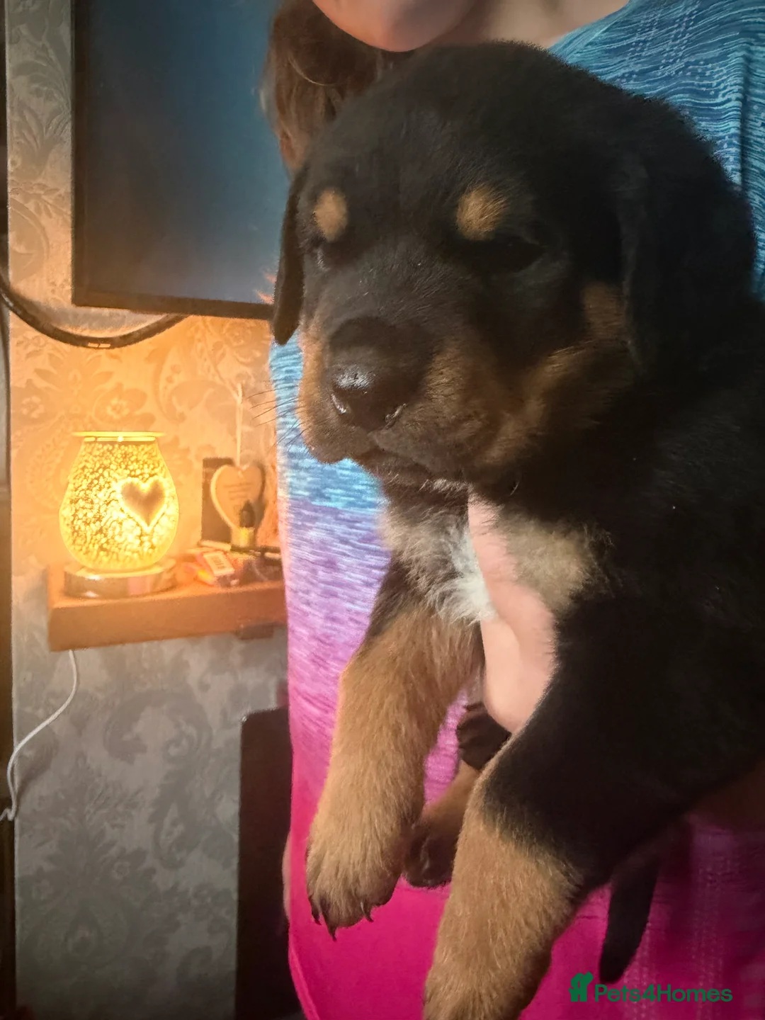 Rottweiler dogs for sale: 2 chunks left  in Maryport - Advert 5