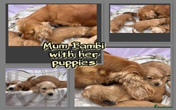 Cocker Spaniel dogs for sale: 5 beautiful show cocker spaniel puppies  - Image 3