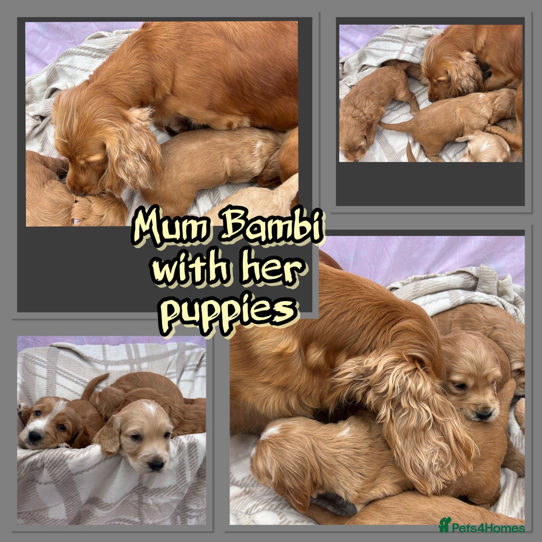 Cocker Spaniel dogs for sale: 5 beautiful show cocker spaniel puppies  - Image 3