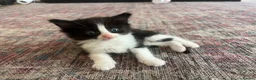 Ragdoll cats for sale: Beautiful Maine Coon × Ragdoll Kittens  - Advert 9