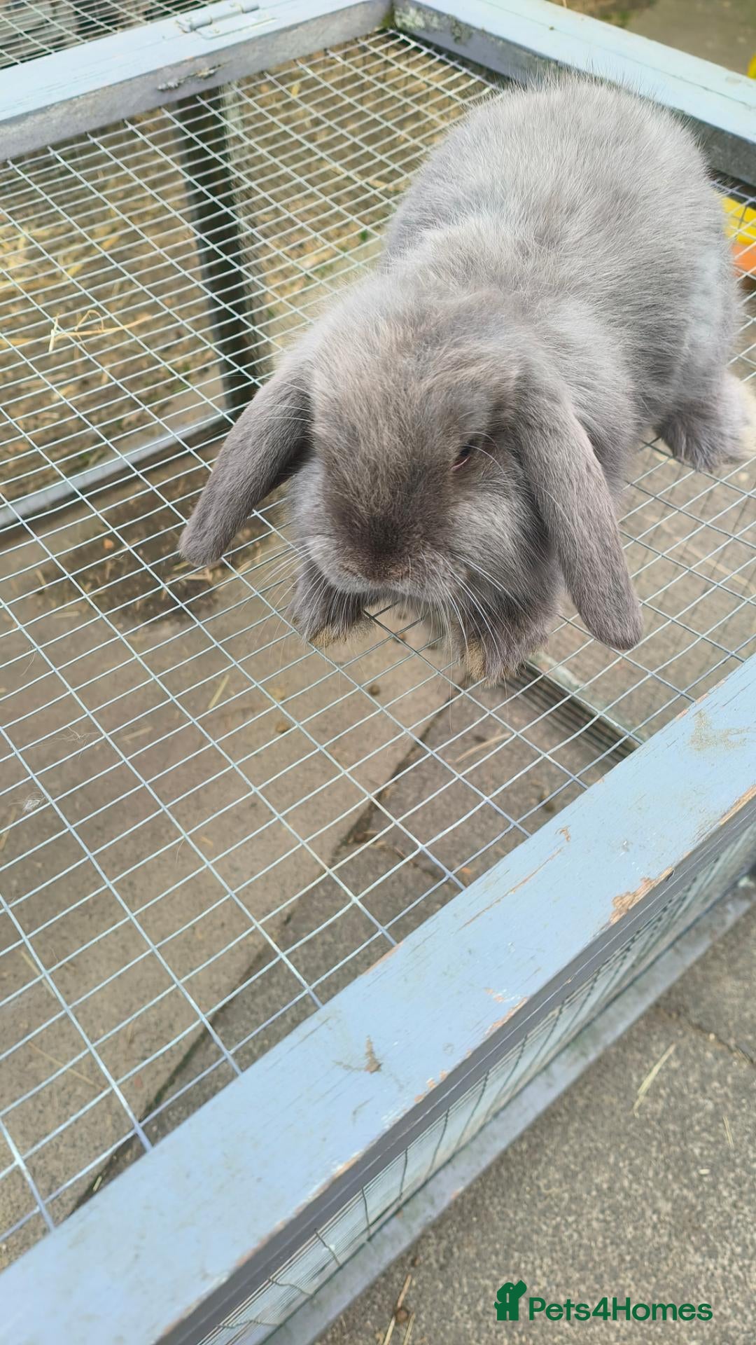 Mini Lop rabbits buck mini lop - Advert 2