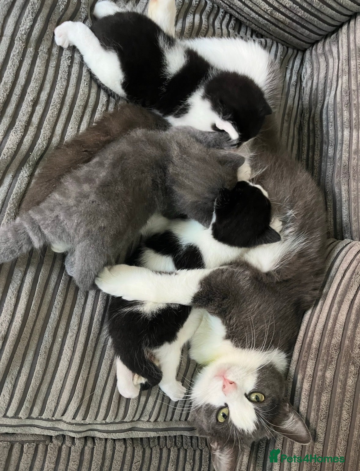 Mixed Breed cats *only 3 left* Meet the Shelby Kittens… - Advert 10