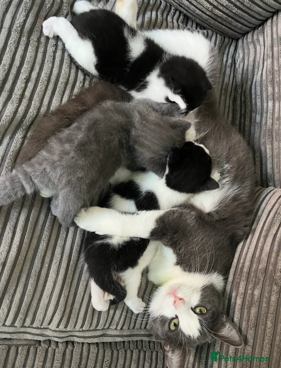 Mixed Breed cats for sale: Meet the Shelby Family… - Advert 2