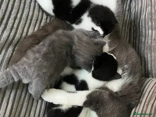 Mixed Breed cats *only 3 left* Meet the Shelby Kittens… - Advert 10