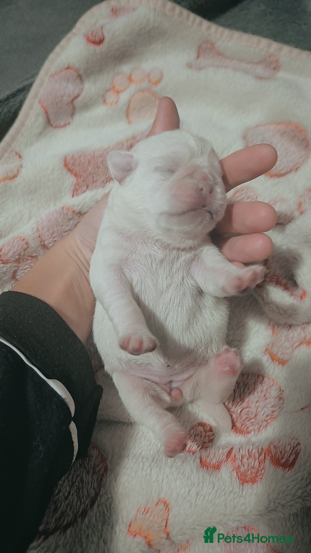 Pug dogs for sale: Pug puppys  - Image 4