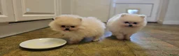 Pomeranian dogs for sale: Pomeranian Male for Sale - Advert 3
