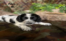 Mixed Breed dogs for sale: 8 beautiful cockapoo stunning colours  - Image 10
